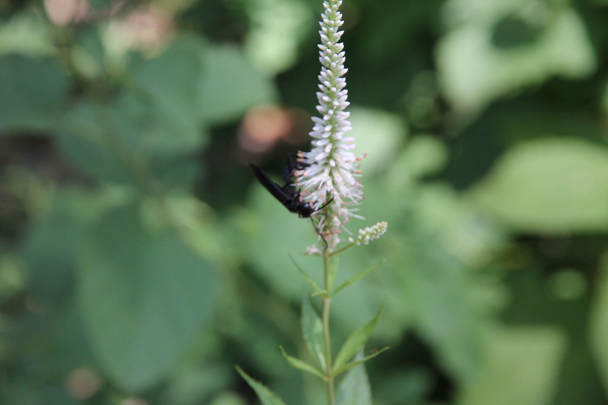 Image of Culver's root