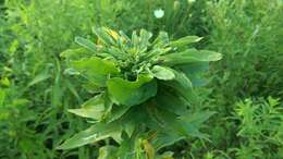 Image of Goldenrod Bunch Gall