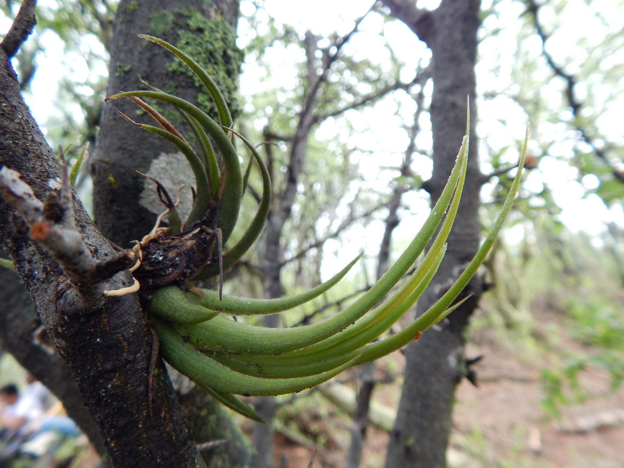 Image de Tillandsia circinnatioides Matuda