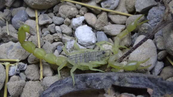 Mesobuthus phillipsi (Pocock 1889) resmi