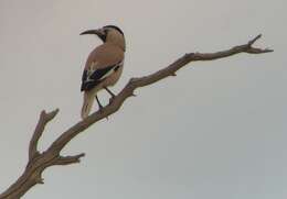 Image of Biddulph's Ground Jay