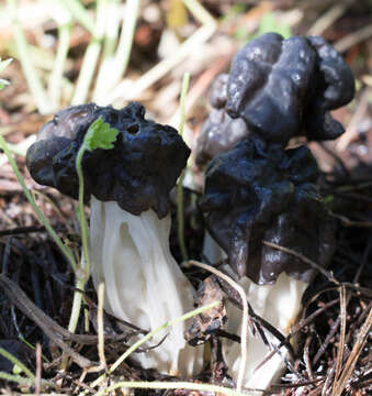 Image of Helvella vespertina N. H. Nguyen & Vellinga 2013