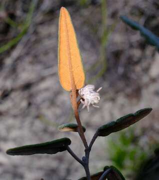 Image of Lasiopetalum drummondii Benth.