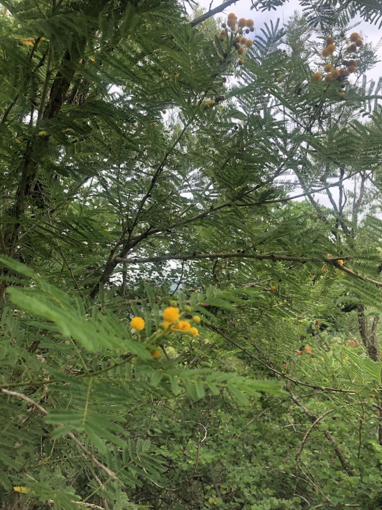 Image of Vachellia davyi (N. E. Br.) Kyal. & Boatwr.