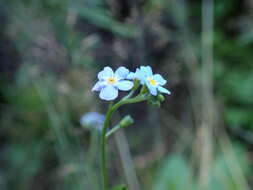 Image of Myosotis nemorosa Besser