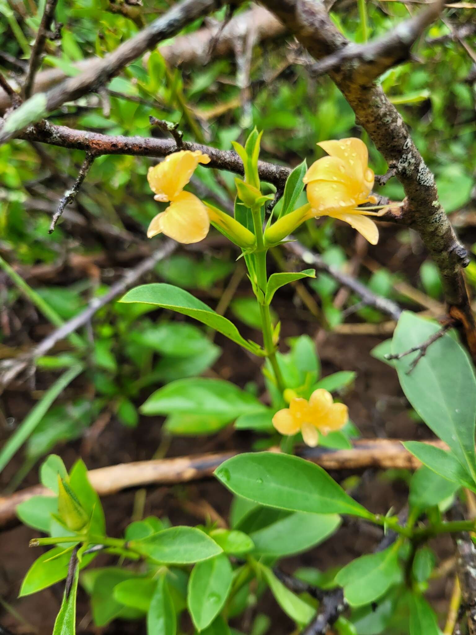 Imagem de Barleria prionitis subsp. ameliae (A. Meeuse) R. K. Brummitt & J. R. I. Wood