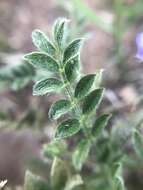 Imagem de Astragalus nuttallianus var. austrinus (Small) Barneby