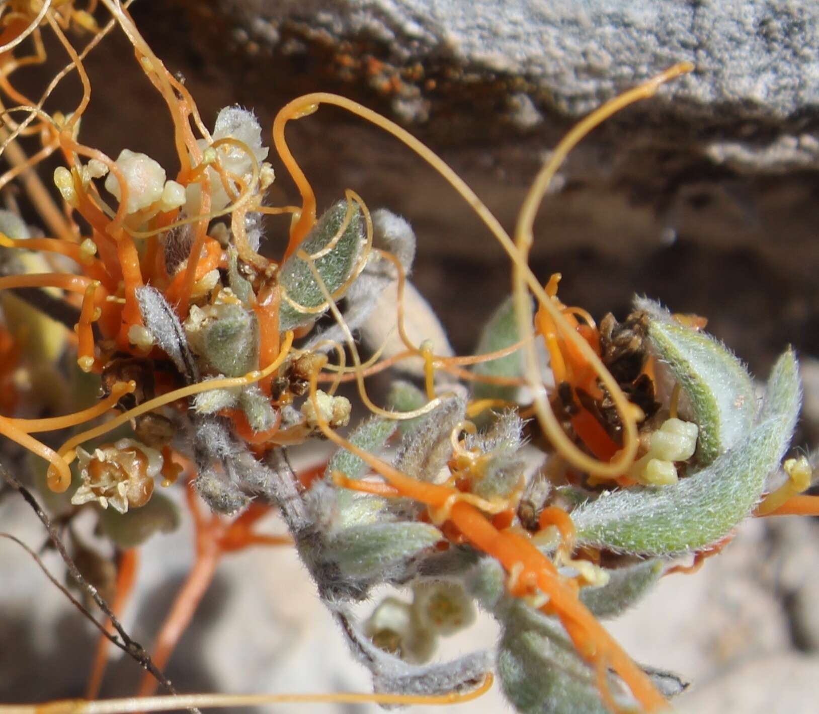 Image of globe dodder