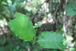 Image of Psychotria horizontalis Sw.