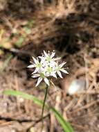 Image of striped garlic