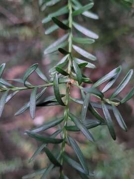 Podocarpus lawrencei Hook. fil. resmi