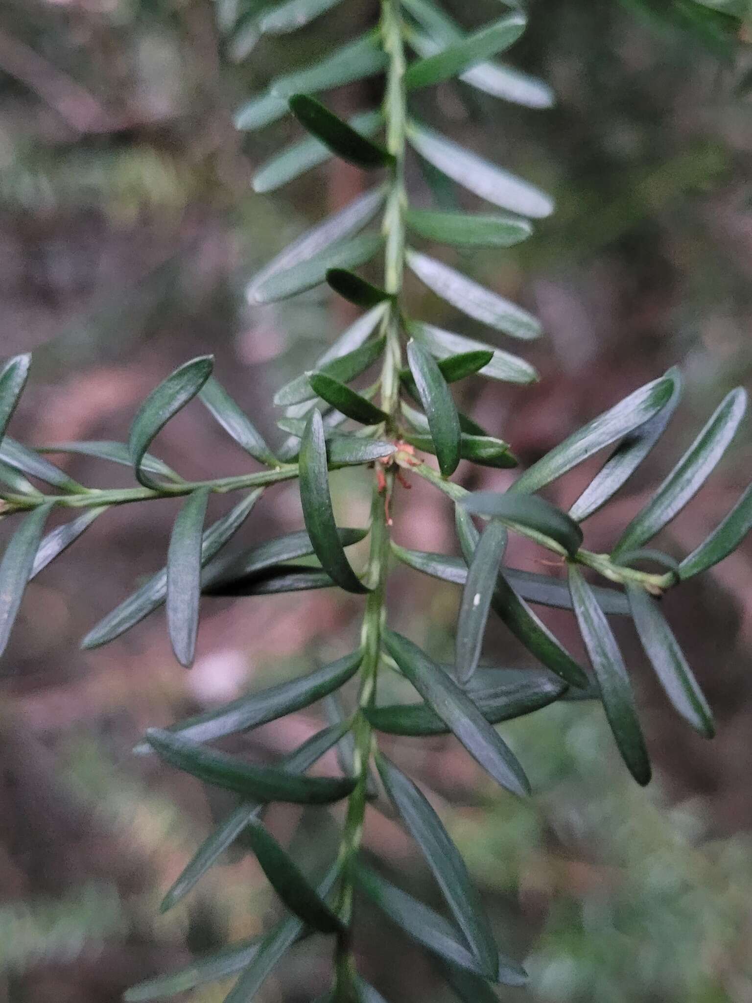 Podocarpus lawrencei Hook. fil. resmi