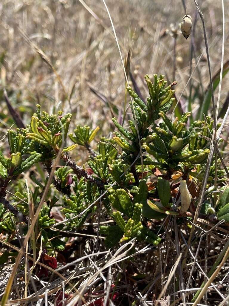 Image of Hearst Ranch buckbrush