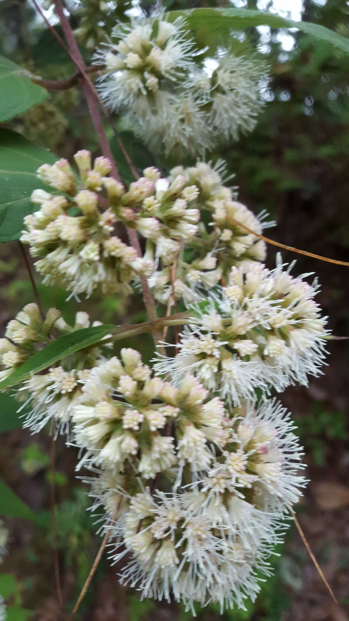 Image of Ageratina areolaris (DC.) D. Gage ex B. L. Turner