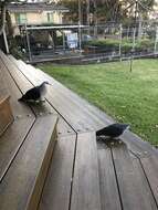 Image of White-headed Pigeon