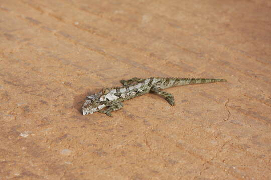 Image of Eastern Cape Dwarf Chameleon