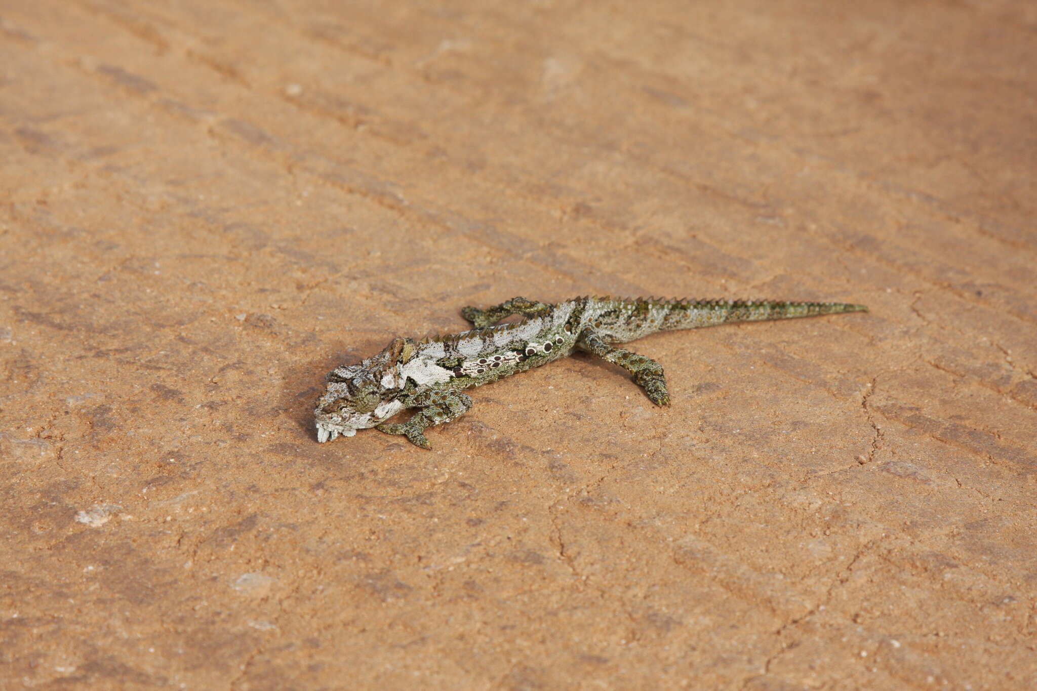 Image of Eastern Cape Dwarf Chameleon