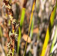 Image of Lepidosperma viscidum R. Br.