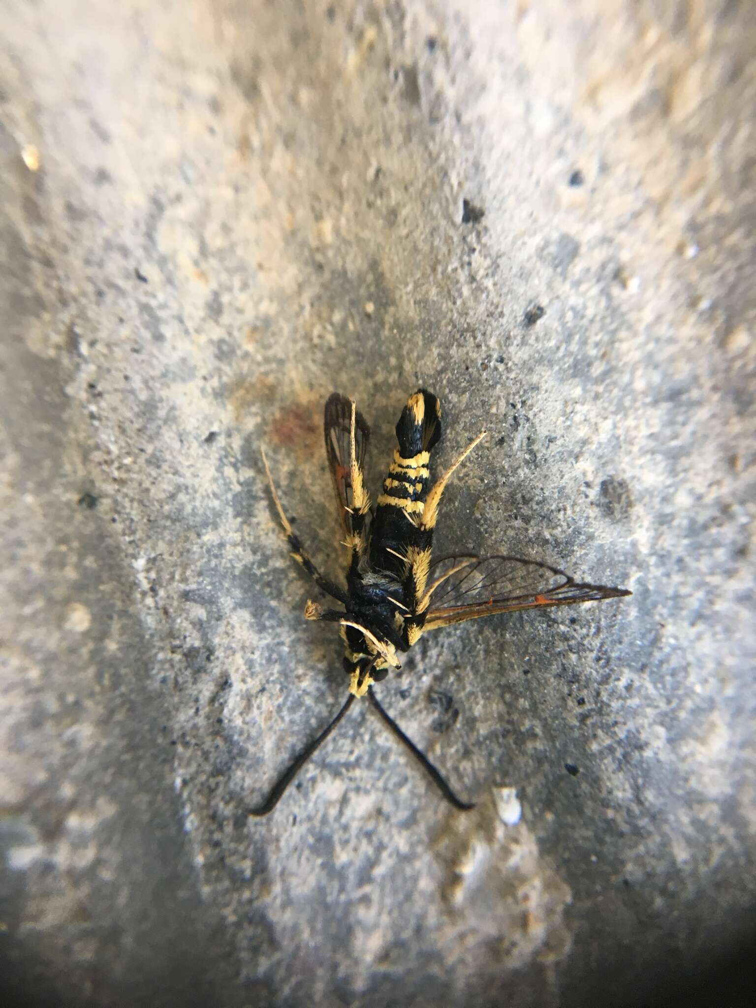 Image of Yellowlegged Clearwing Moth