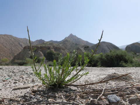 صورة Caroxylon genistoides Pau