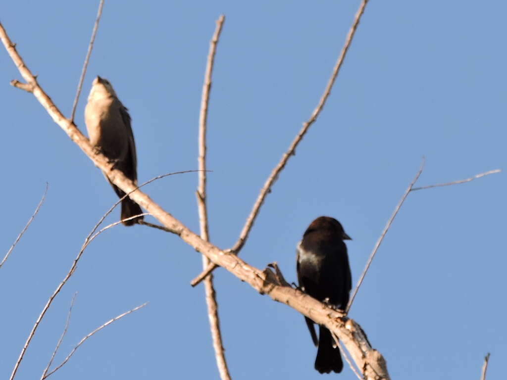 Image of Brown-headed Cowbird