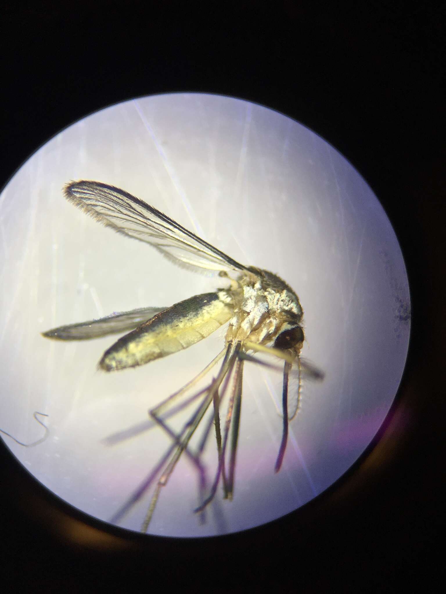 Image of Mosquito