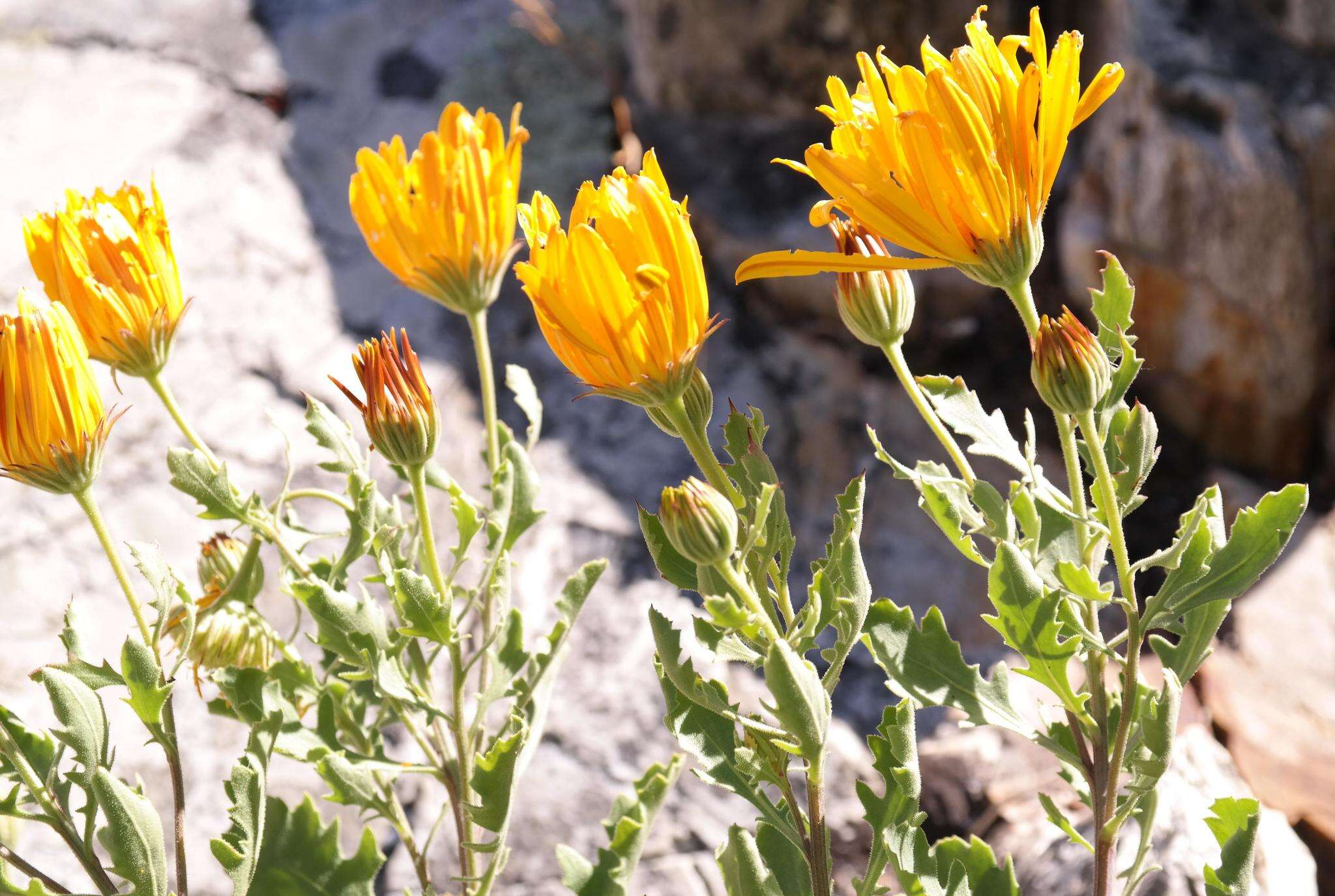 Image of Chrysanth Rain Daisy