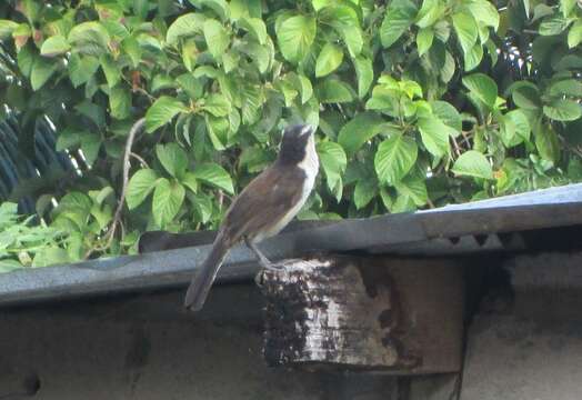 Image of Bicolored Wren