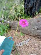 Image of Cistanthe laxiflora (Phil.) Peralta & D. I. Ford