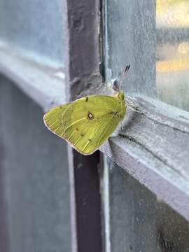 Image of Harford's Sulphur