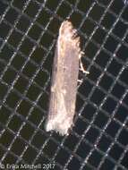 Image of Eyeringed Chionodes Moth