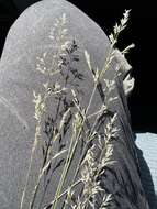 صورة Agrostis pallens Trin.