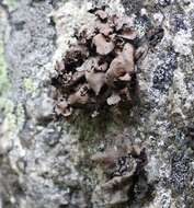 Image of manyroot navel lichen