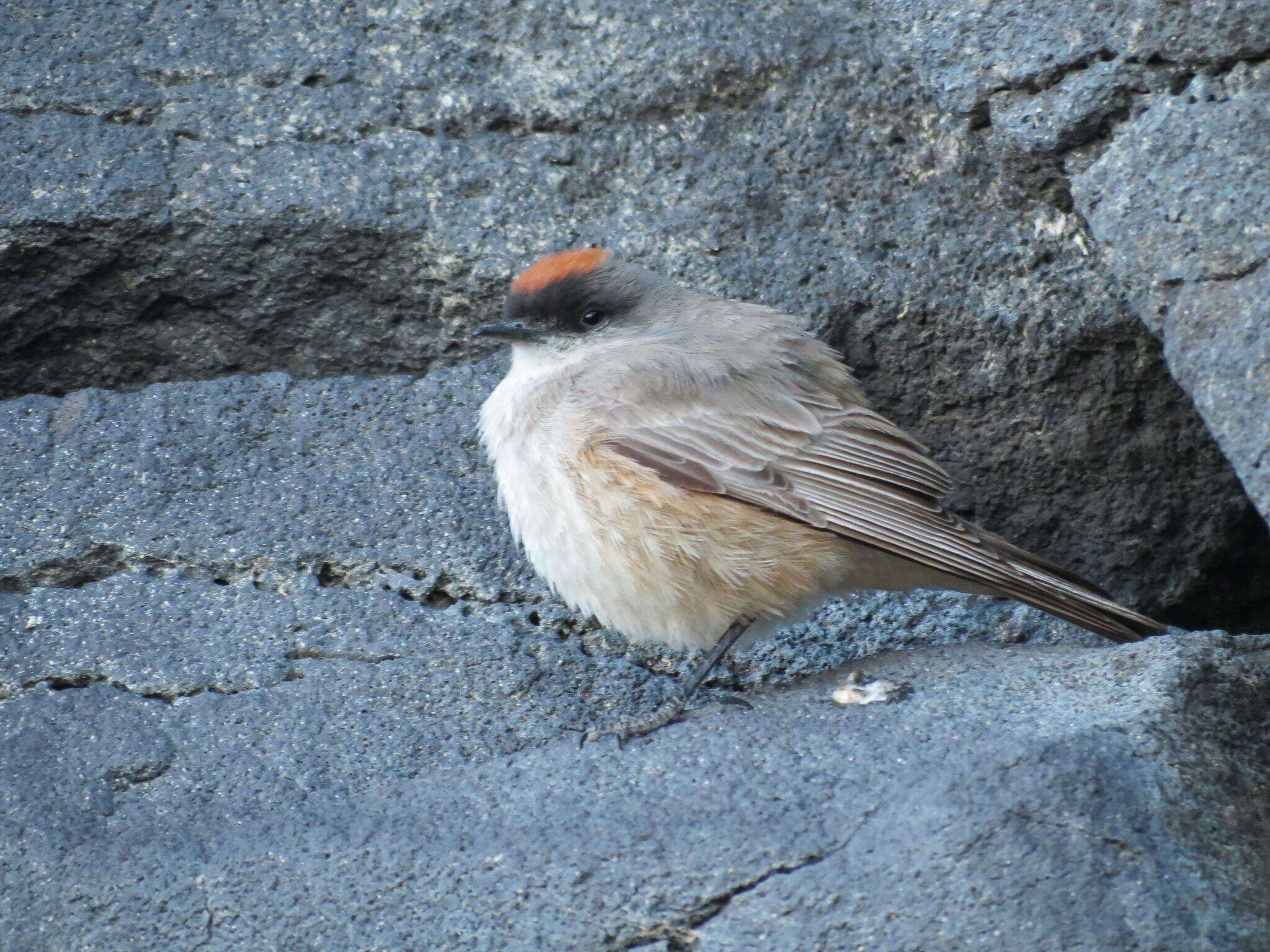 Image of Cinnamon-bellied Ground Tyrant