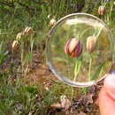 Image of Fritillaria gussichiae (Degen & Dörfl.) Rix