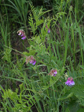 Image of Vicia nervata Sipliv.