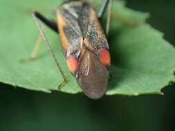 Adelphocoris seticornis (Fabricius 1775)的圖片