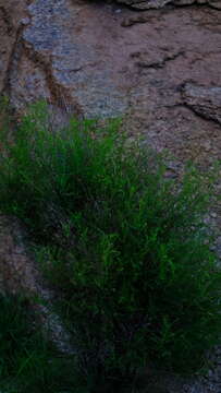 Image of Indigofera heterotricha DC.