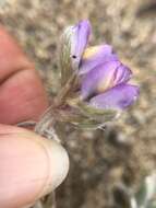 Image of Tidestrom's lupine