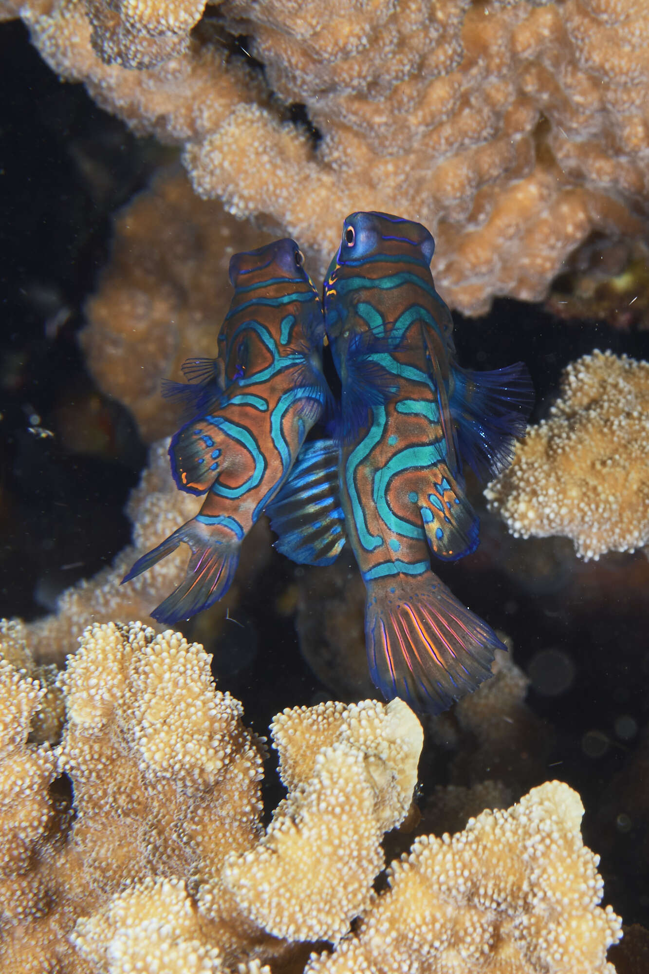 Image of Mandarinfish