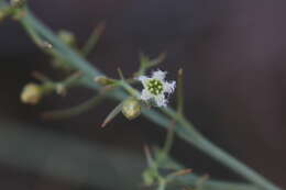 Image of Thesium procerum N. E. Br.