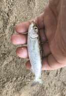 Image of Skipjack Herring