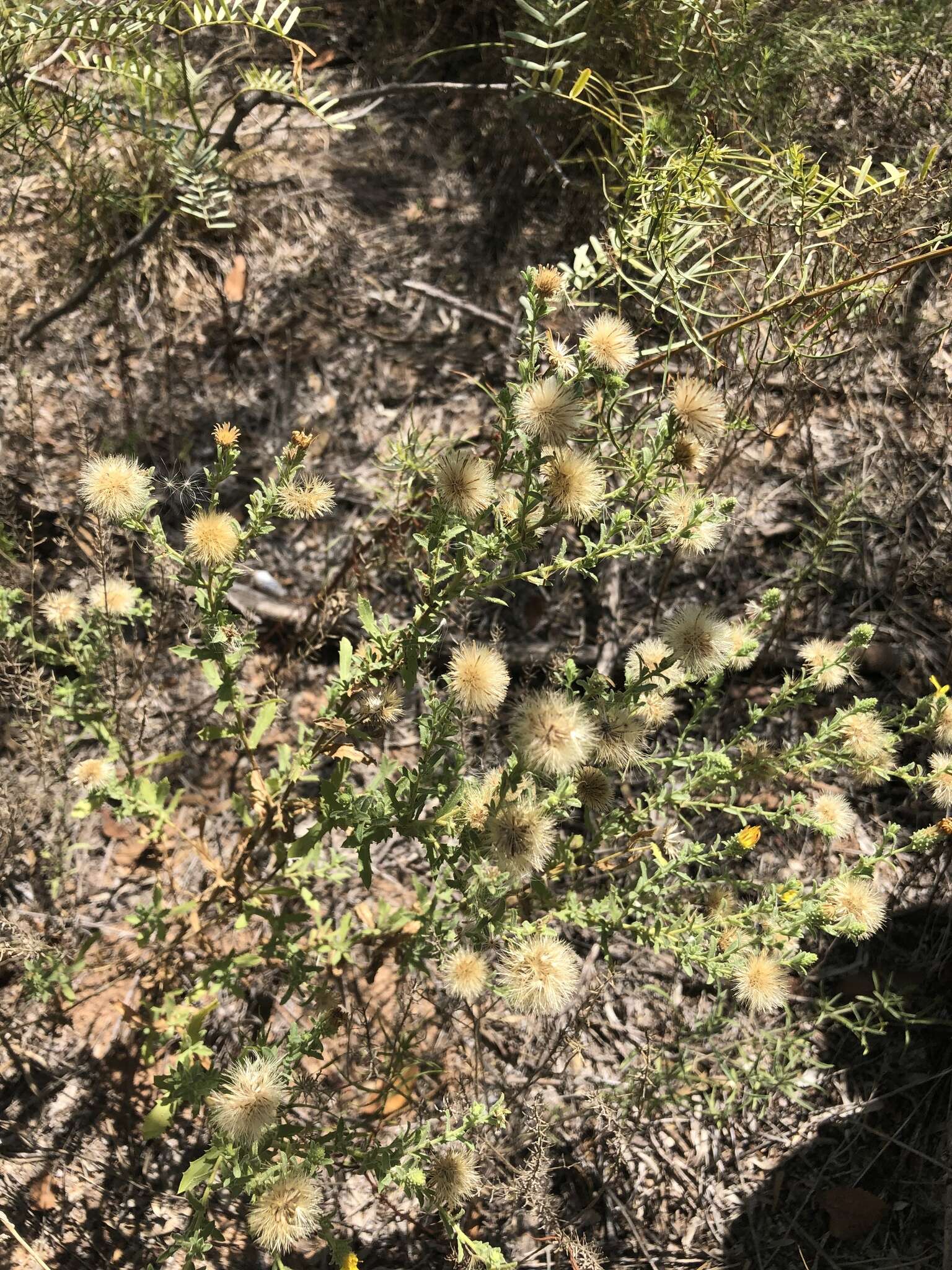 Plancia ëd Xanthisma viscidum (Wooton & Standl.) D. R. Morgan & R. L. Hartm.