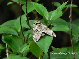 Image of Gray hawk moth