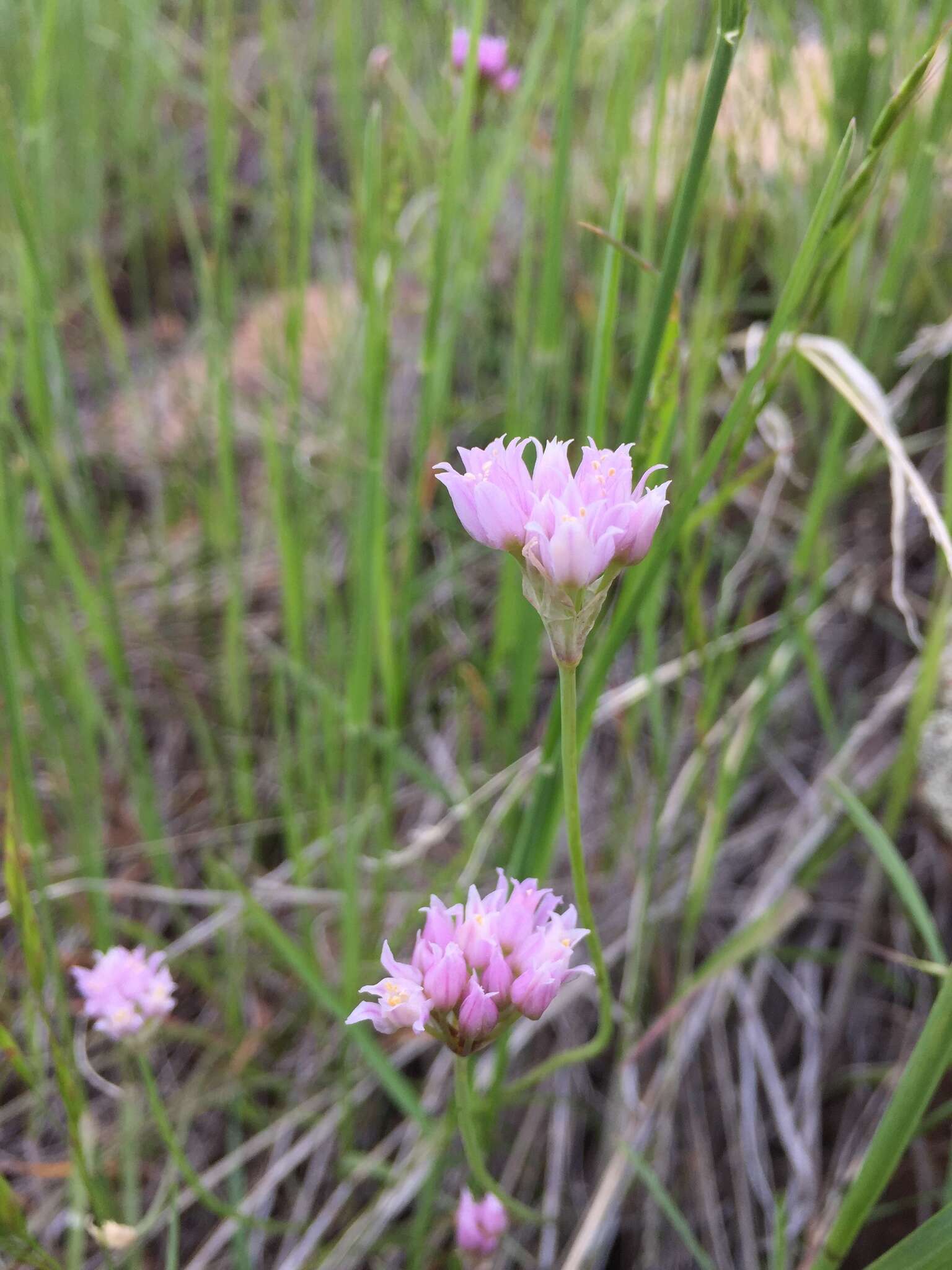 Image of Geyer's onion