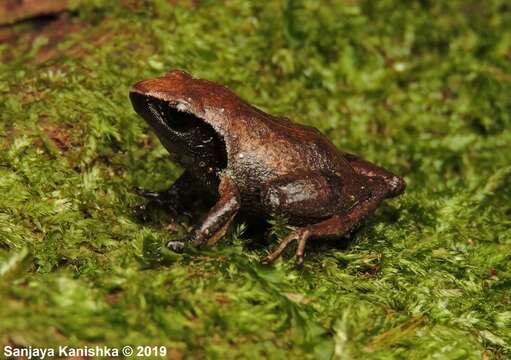 Imagem de Pseudophilautus simba (Manamendra-Arachchi & Pethiyagoda 2005)