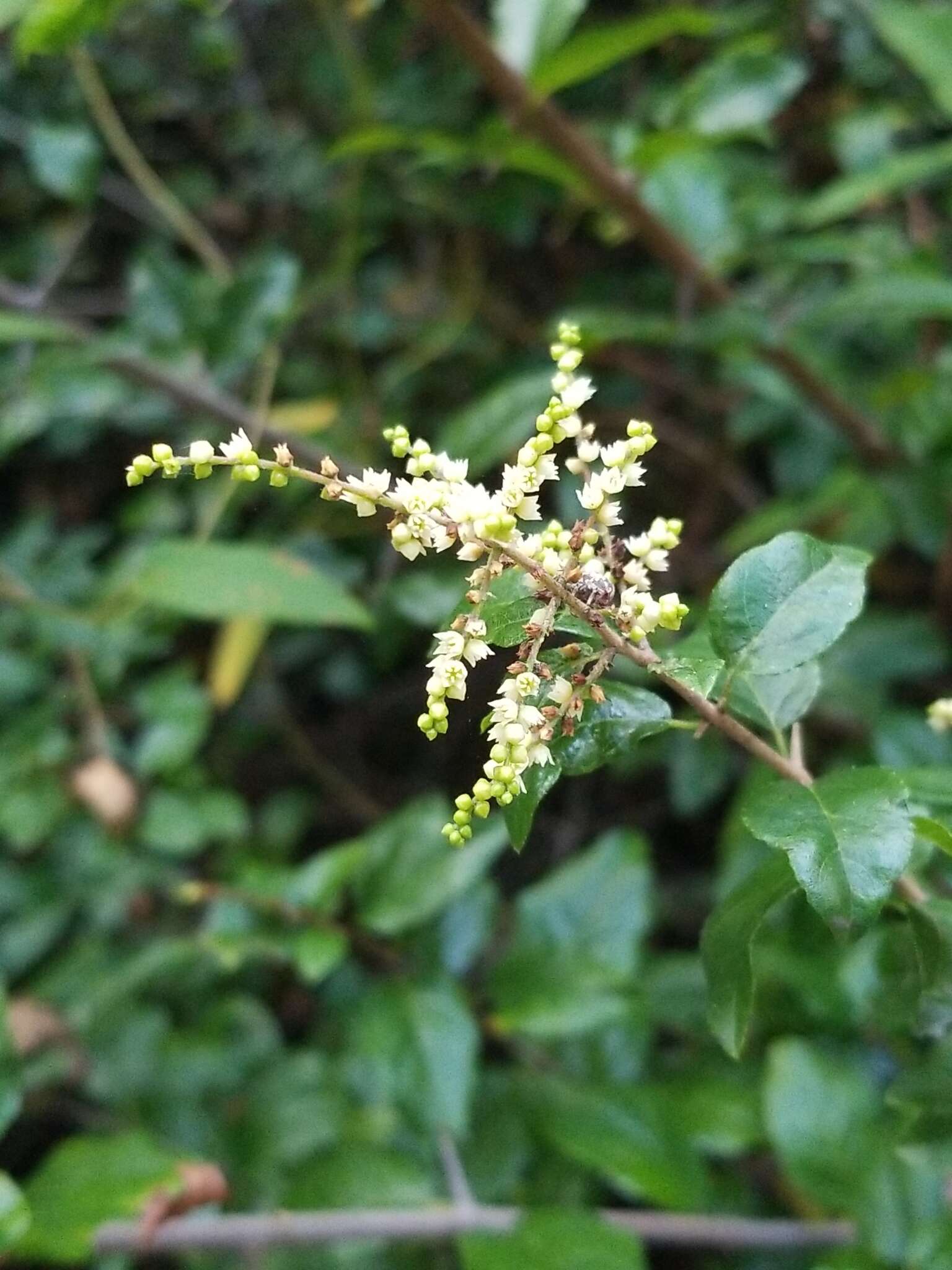 Image de Sageretia minutiflora (Michx.) Trel.