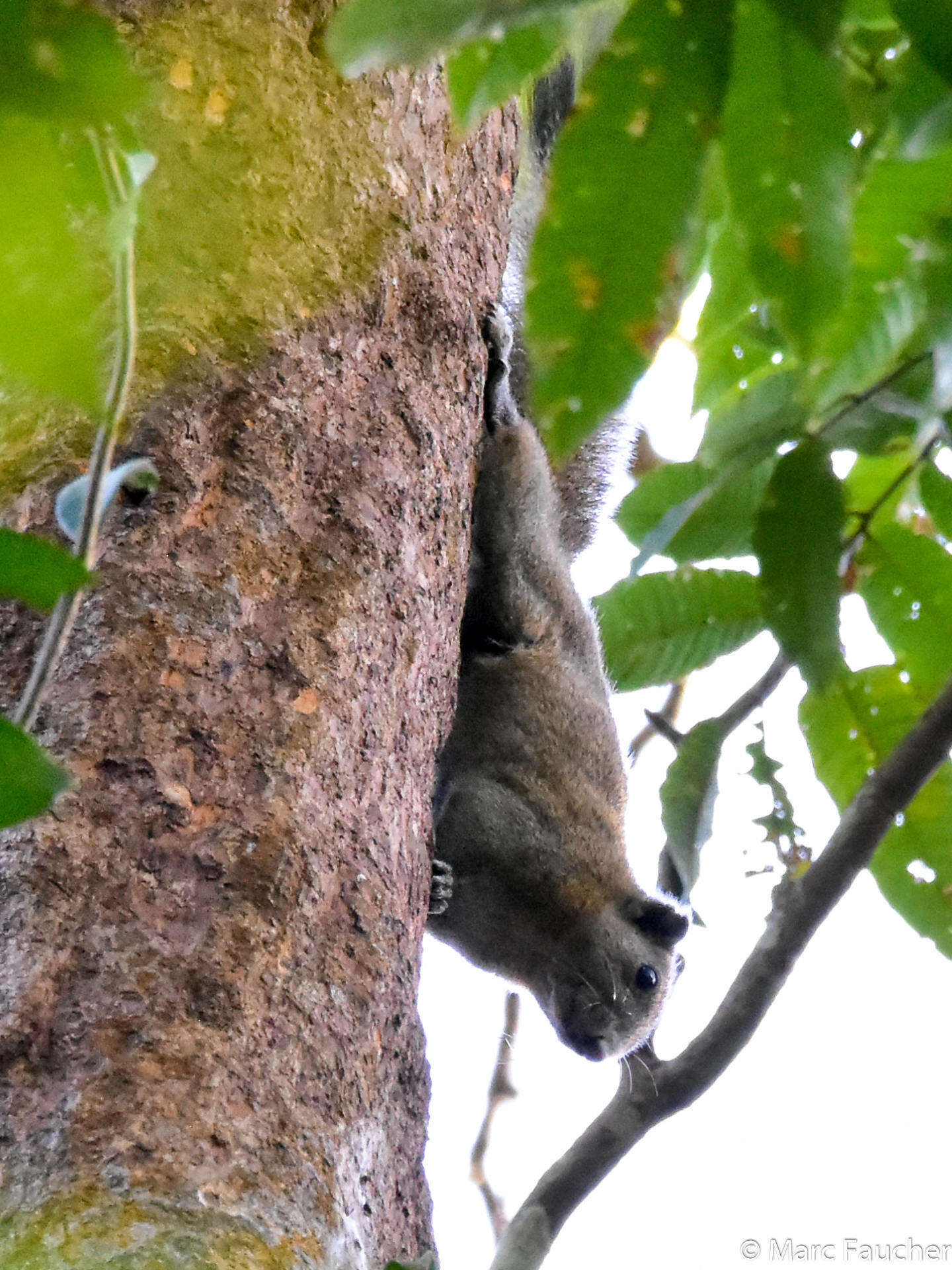 Image of Gray-bellied Squirrel