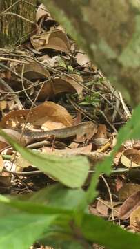 Image of Keeled Rat Snake