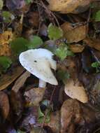 Image of Hygrophorus eburneus (Bull.) Fr. 1838